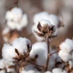 Productores piuranos logran exportar algodón a nuevos mercados aun en pandemia