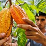 Cacao, manjar del desarrollo de las comunidades rurales del Perú