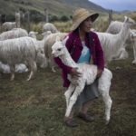 Huancavelica: El programa Agro Rural entregó 66 cobertizos para proteger 6,660 cabezas de ovinos y camélidos